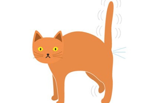 ‘Which cat is spraying in my house?’ and other behaviour FAQs