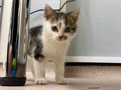 tabby-and-white kitten standing next to metal table leg