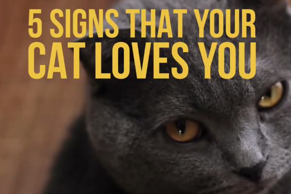 Five signs your cat loves you