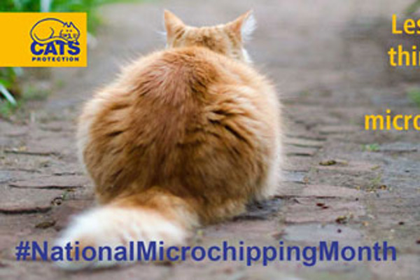 Less than a third of pet cats are microchipped