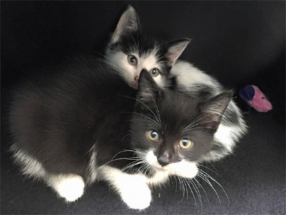 2 black and white kittens