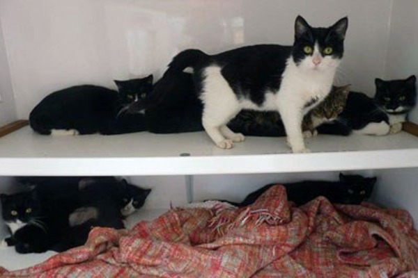Sleaford volunteers take in 21 abandoned cats