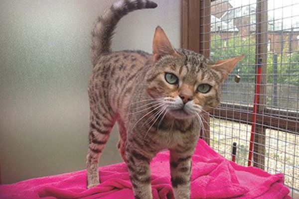 Help cats like Maxwell in our Big Dinner Appeal