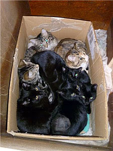 black and tabby kittens in cardboard box