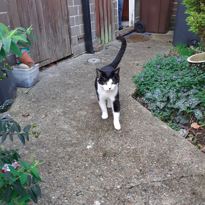 black-and-white cat walking along concrete garden path