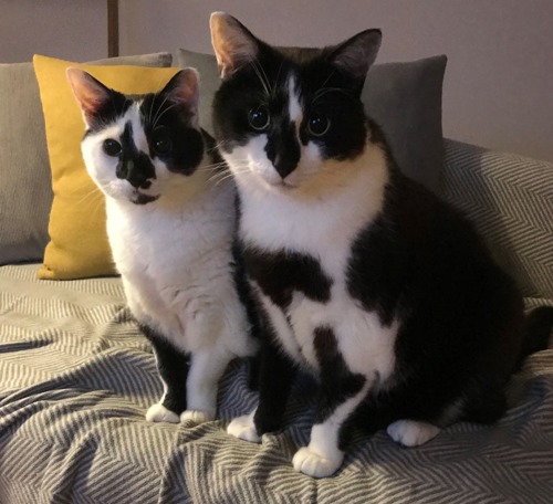 two black-and-white cats sat on grey sofa