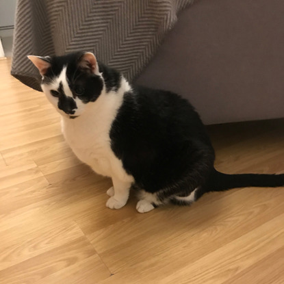 overweight black-and-white cat sitting on wooden floor