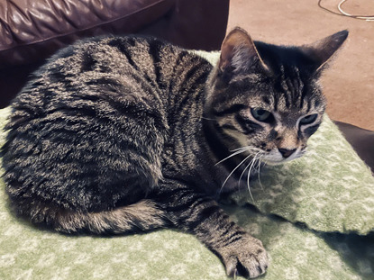 tabby cat sitting on green patterned blanket