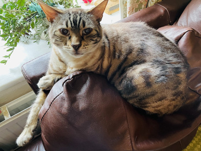 brown bengal cat sitting on brown leather sofa