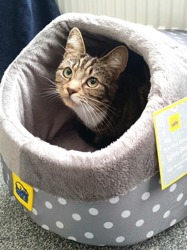 tabby cat sitting inside grey polka-dot cat igloo bed