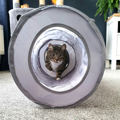 brown tabby-and-white cat walking through grey pop-up play tunnel