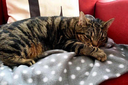 brown tabby cat laying on grey polka-dot fleece blanket