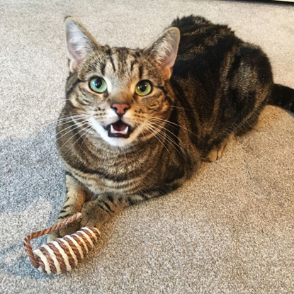 brown tabby cat meowing while sat behind brown stripy catnip mouse toy