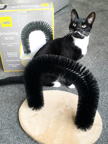 black-and-white cat sitting behind grooming arch