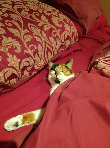 tortoiseshell-and-white cat lying under red covers on a bed