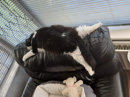 black-and-white cat spready out face-down on the back of a brown leather chair