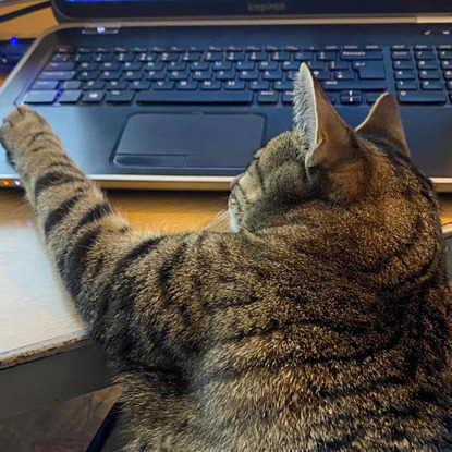 brown tabby cat reaching out paw towards laptop keyboard