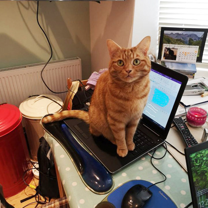 ginger tabby cat sitting on a laptop keyboard