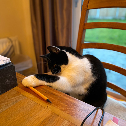 black-and-white cat reaching for yellow pen on wooden table