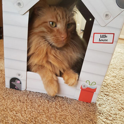 long-haired ginger tabby cat sitting inside cardboard cat house