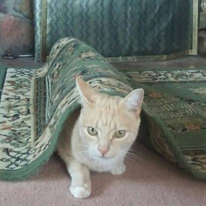 ginger-and-white tabby cat hiding underneath green patterned rug