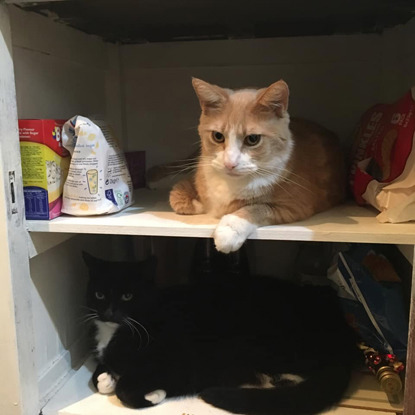 a ginger-and-white and a black-and-white cat sitting on different shelves in a kitchen cupboard
