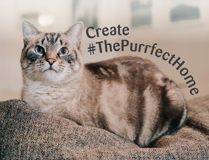 grey tabby cat with blue eyes with 'Create #ThePurrfectHome' text