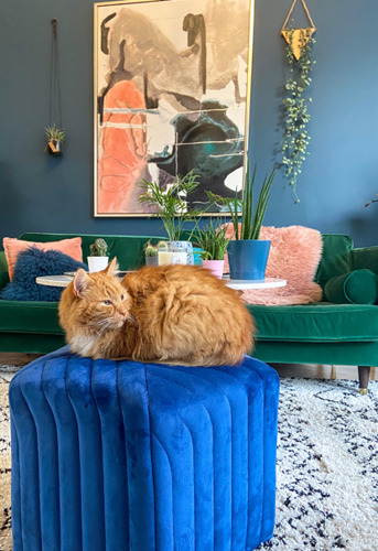 ginger cat sat on blue velvet cubed footstall in front of green velvet sofa
