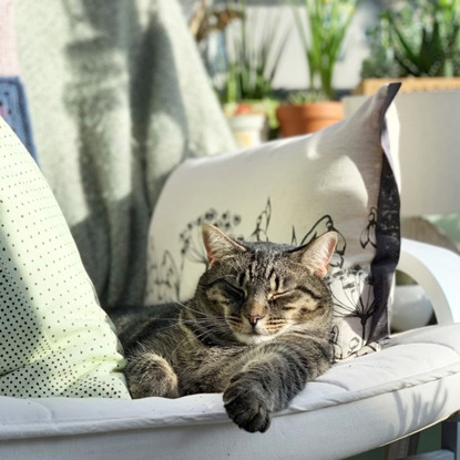 brown tabby cat sleeping on white sofa in the sunshine