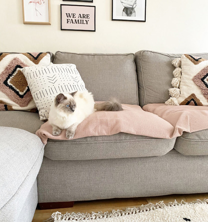 White-and-grey Ragdoll cat sitting on pink blanket on grey sofa