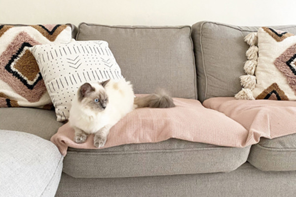 How to create a stylish and cat-friendly home