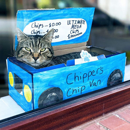 Brown tabby cat sitting in cardboard box decorated as chip van