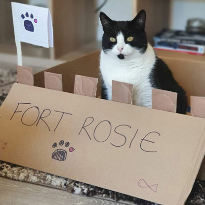 black-and-white cat sat in cardboard box decorated as fort