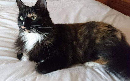 tortoiseshell cat lying on white bedcovers