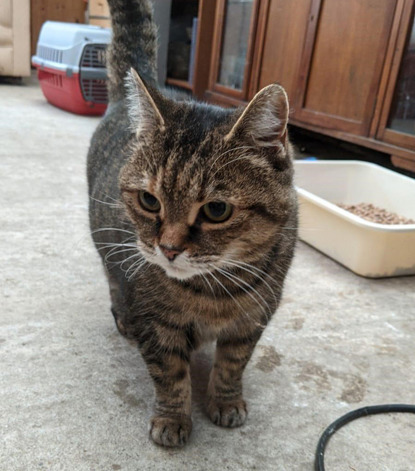 brown tabby cat standing on concrete floor