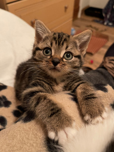 brown tabby kitten with paws on beige blanket