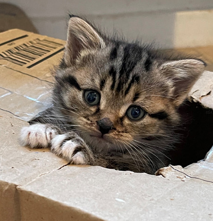tabby kitten sitting inside cardboard box