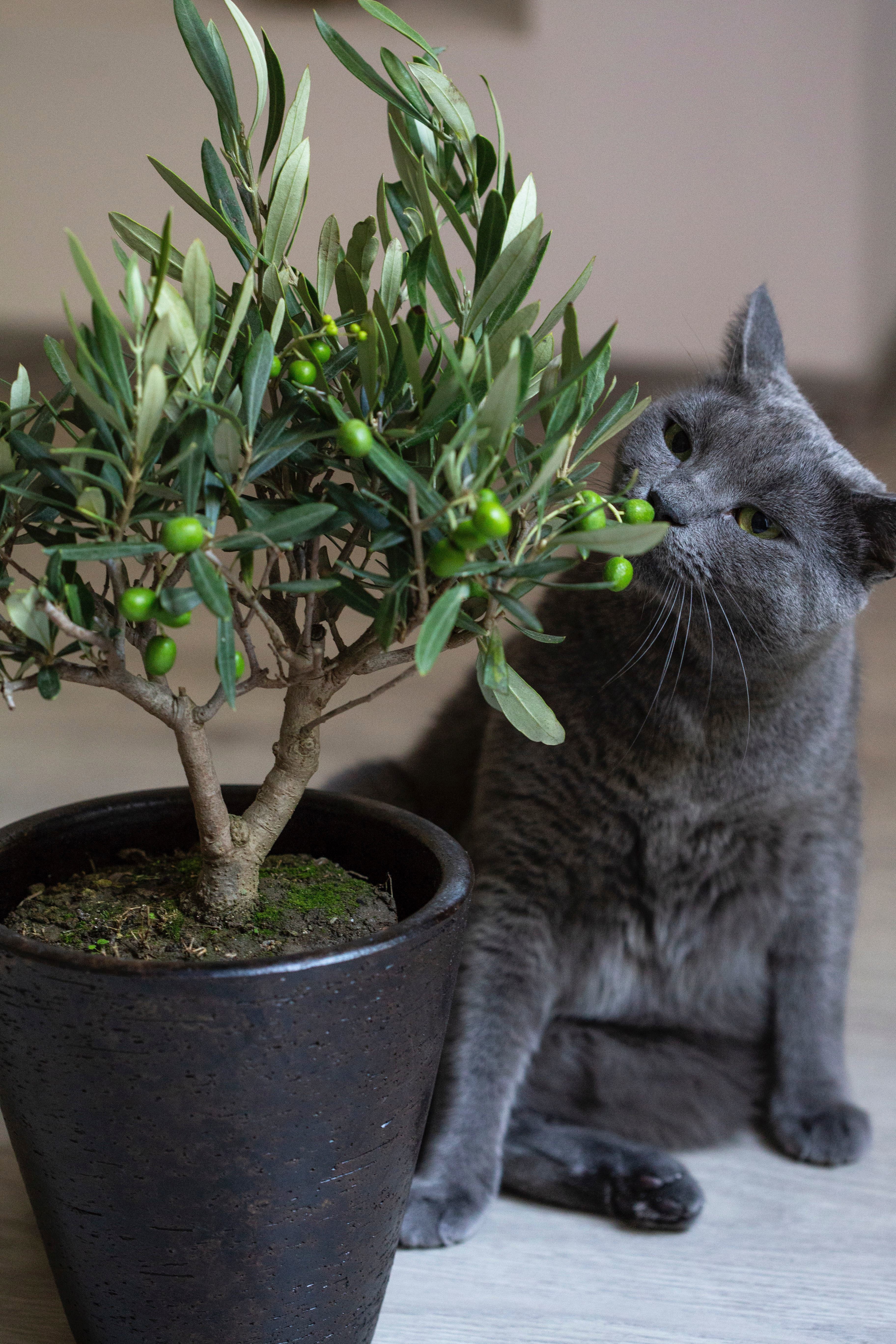 olive tree cat safe
