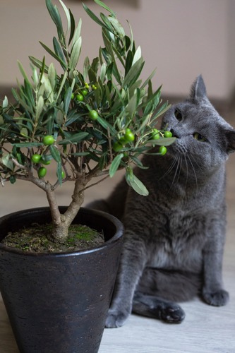 grey cat sniffing olive tree indoor plant