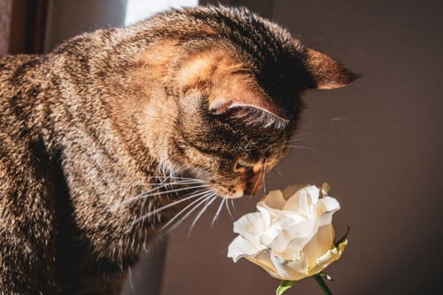 brown tabby cat sniffing white rose