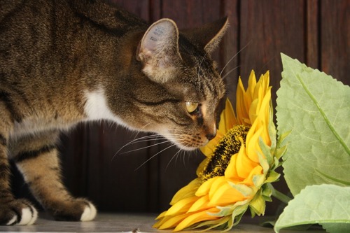 brown tabby-and-white cat sniffing sunflower