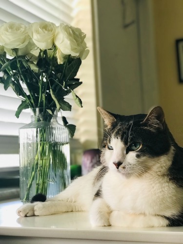 brown tabby-and-white cat lying in front of vase of white roses