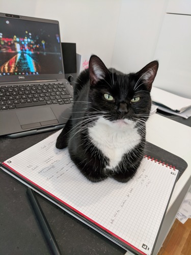 black-and-white cat sat on notepad in front of laptop