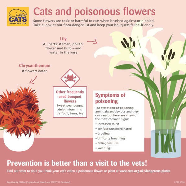 23 Common Plants Poisonous To Pets