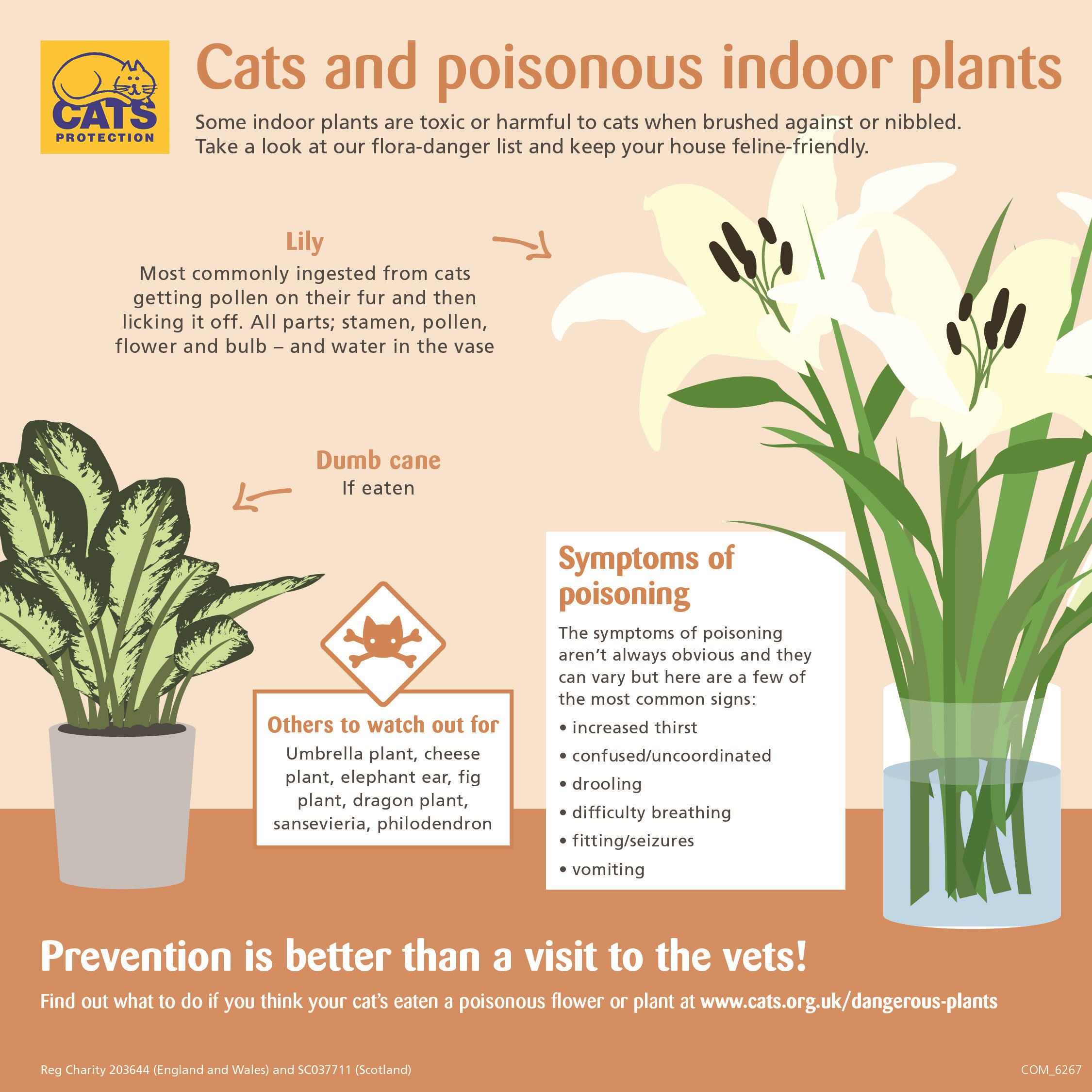 Plants Poisonous to Cats Our Guide Cats Protection