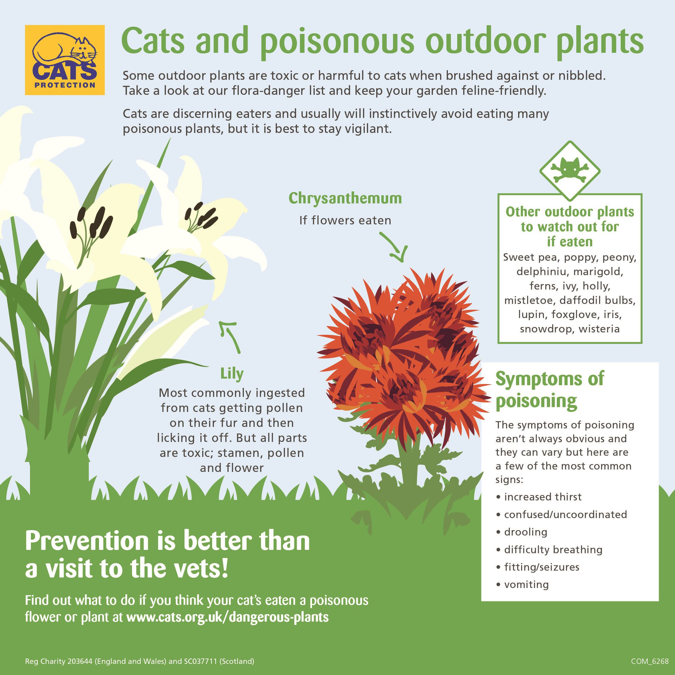 Flowers Not Poisonous To Cats Cat Friendly Plants For Gardens How To