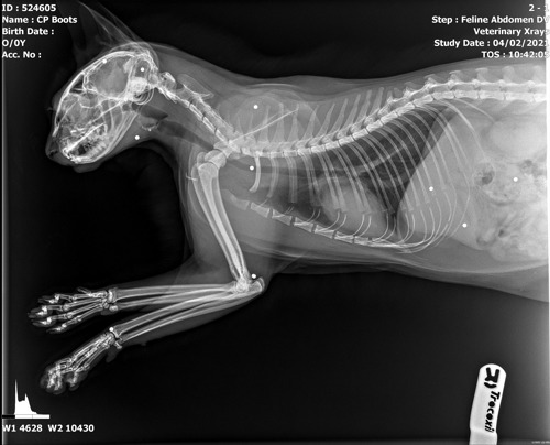 x-ray of a cat showing shotgun pellets lodged in body