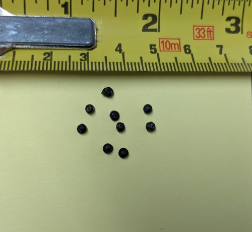 nine shotgun pellets next to tape measure showing their size
