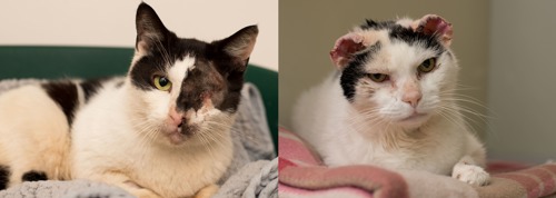 black-and-white cat with its eye removed and black-and-white cat with its ears removed