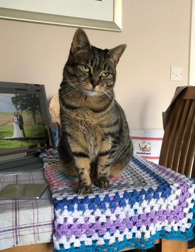 brown tabby cat sitting on knitted blanket on table